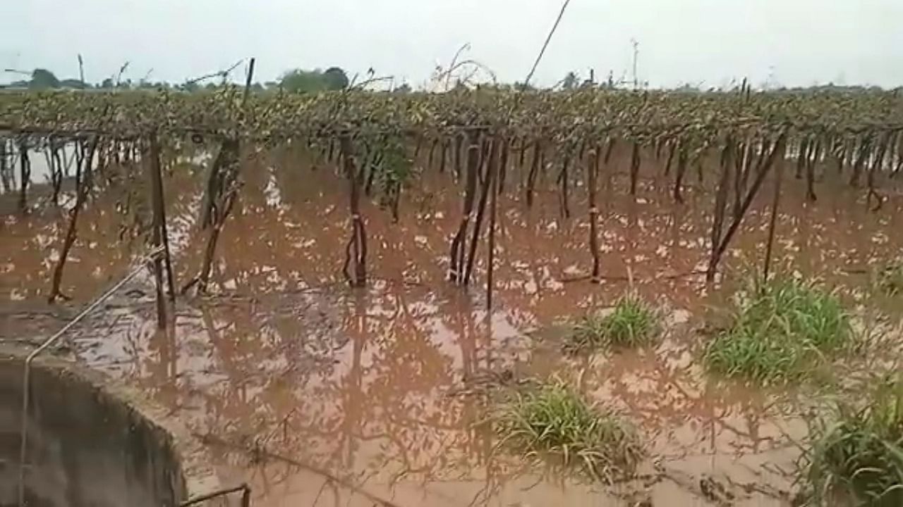 हवामानाचा 'हा' अंदाज राज्यातील शेतकऱ्यांची चिंता वाढवणारा…कारण