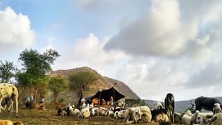 महाराष्ट्रात यलो अलर्ट; पुणे, सातारा, सांगली, रत्नागिरी आणि… दसऱ्याला धो धो पाऊस पडणार