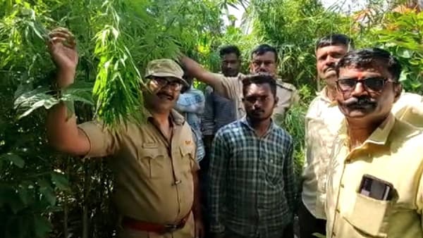 चक्क अंगणात लावली गांजाची झाडं, चोरीछुपे करत होता विक्री