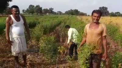 तुम्ही 50 खोके घ्या किंवा ..., शेतकऱ्यांच्या सोयाबीनला हमीभाव द्या, येथील शेतकऱ्यांनी केली मागणी