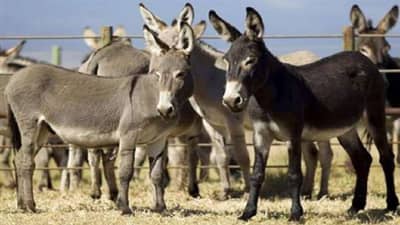 Donkey Milk: IT ची नोकरी सोडून एकाने डॉंकी फार्म सुरु केलं, गाढविणीच्या दुधाला इतकं महत्त्व का?