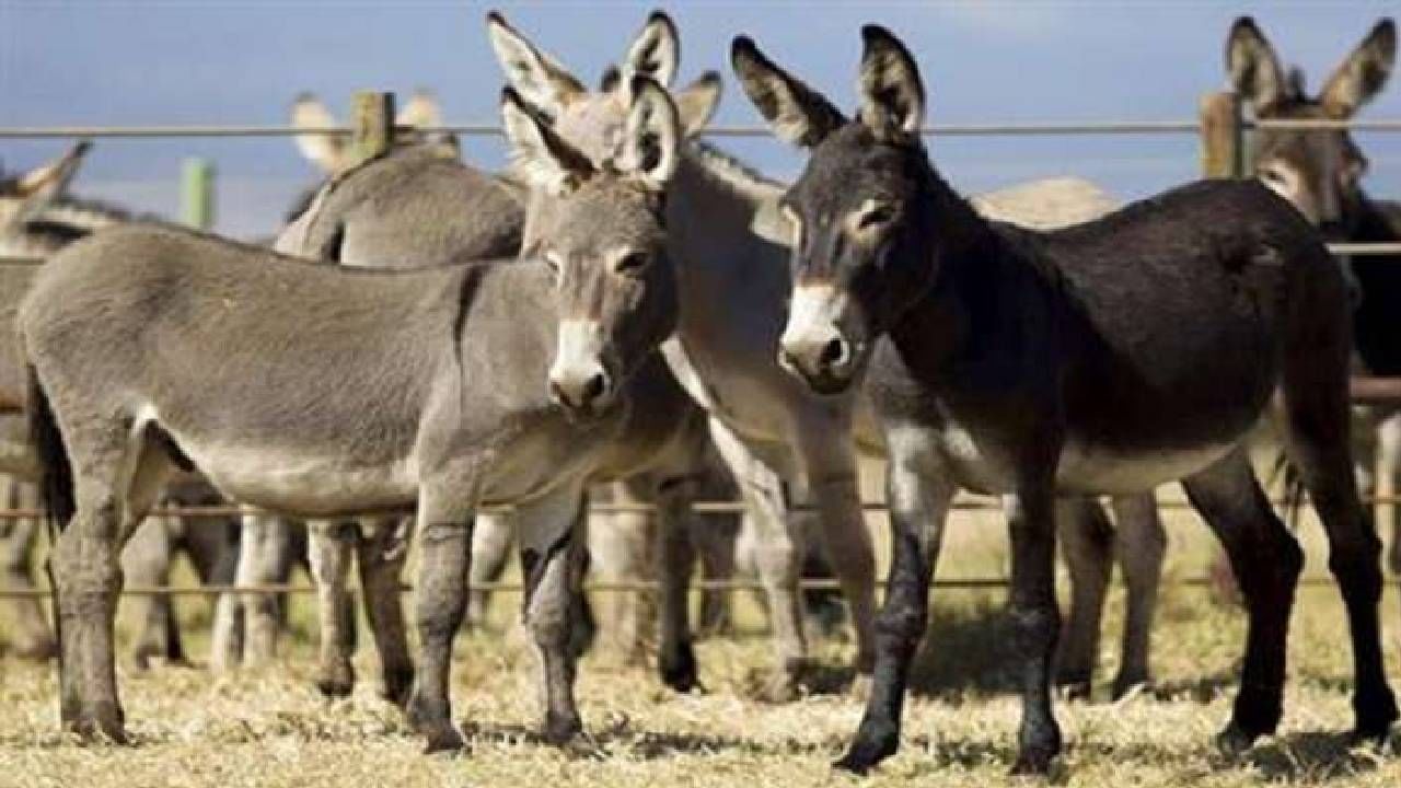 Donkey Milk: IT ची नोकरी सोडून एकाने डॉंकी फार्म सुरु केलं, गाढविणीच्या दुधाला इतकं महत्त्व का?