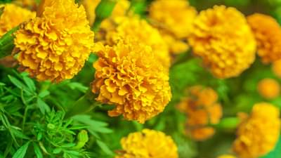 दसऱ्याच्या पार्श्वभूमीवर झेंडूला आले अच्छे दिन, कसे आहेत भाव?