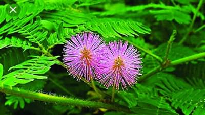 Dussehra 2022: दसऱ्याच्या दिवशी करा या दोन झाडांची पूजा, शत्रूवर होईल विजय प्राप्त