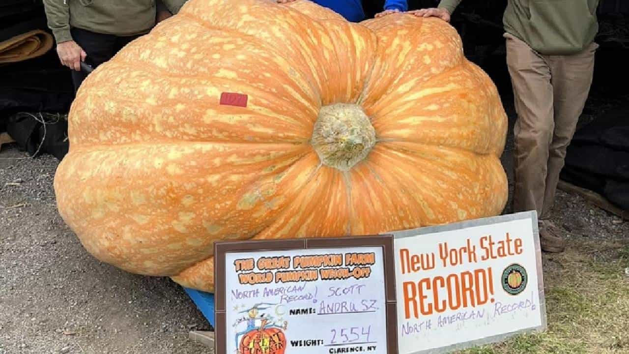 अबब! 1158 किलोचा भोपळा, शेतकऱ्याचा नाद नाय!