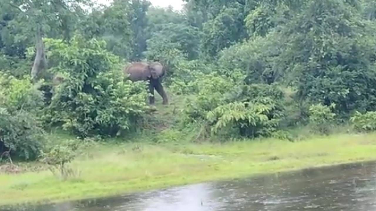 हत्तीच्या हल्ल्यात एक ठार, एक जखमी, शासकीय अनुदानाचं काय?