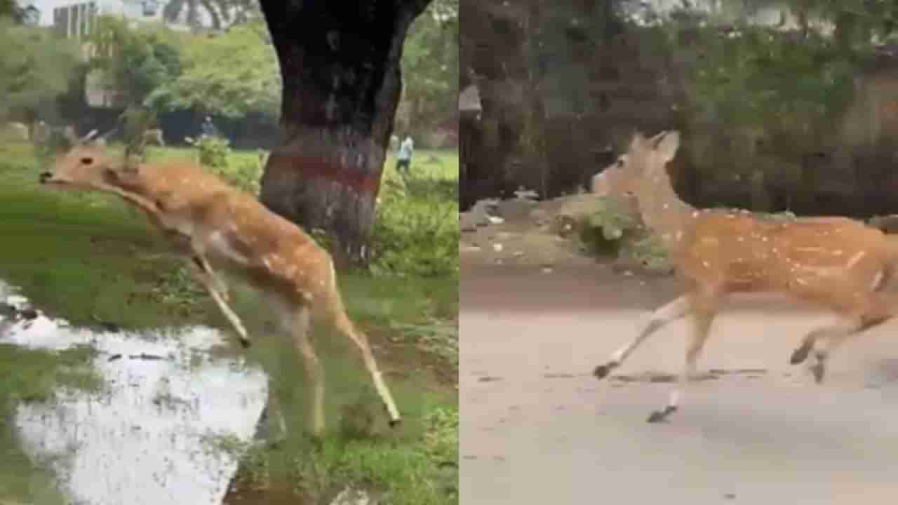 हरणाची इतकी लांब उडी बघून सगळेच असं म्हणू लागले, ओह डिअर!