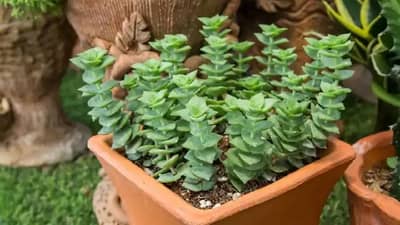 Vastu Tips: तुळशी आणि मनी प्लांटपेक्षाही शुभ आहे हे रोपटे, घरात होतो धनसंचय