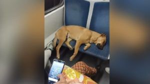 लोकलट्रेनच्या सीटवर, गर्दीत कुत्रा निवांत झोपला, पण त्याला कुणीही उठवलं नाही, उलट... 