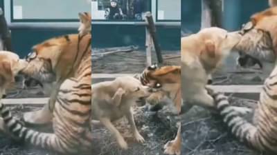 बापरे! हा कुत्रा बघा वाघाच्या कानांना चावला, वाघ घाबरला ना...