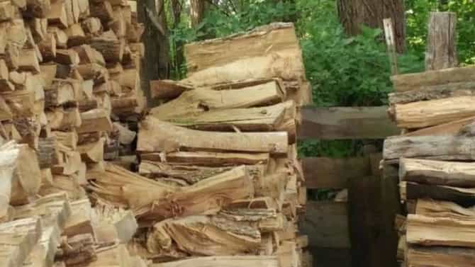 मांजर शोधून दाखवा, हुशारांच्या यादीत स्थान मिळवा!