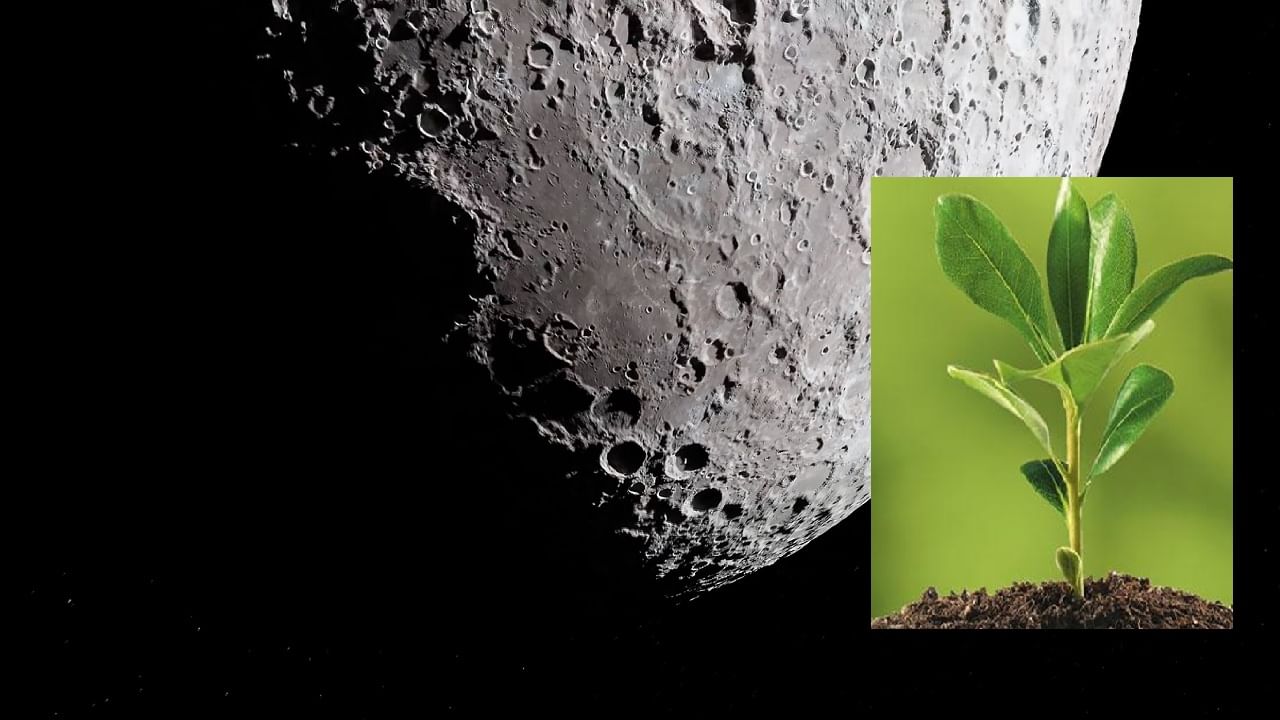 चंद्रावर पहायला मिळणार हिरवळ! 2025 पर्यंत चंद्रावर उगवणार झाडे चंद्रावर पहायला मिळणार हिरवळ! 2025 पर्यंत चंद्रावर उगवणार झाडे