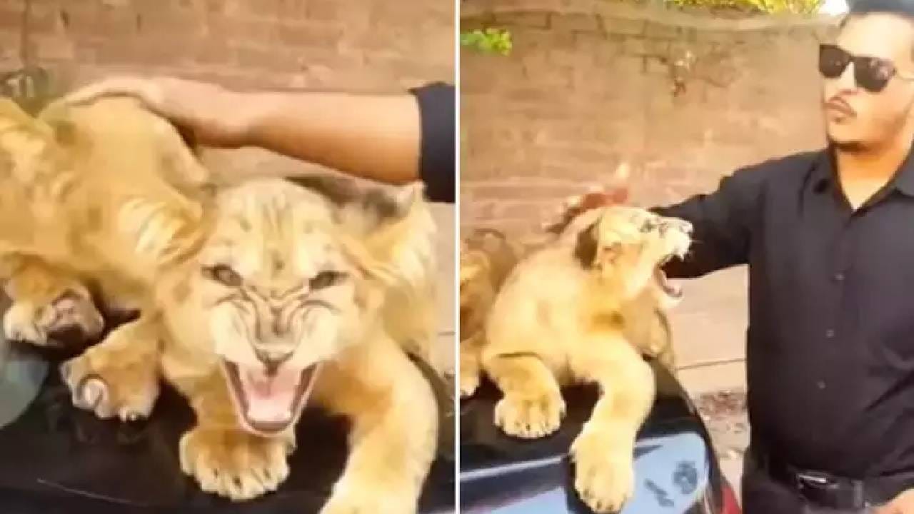 कुठल्याही प्राण्याला कुरवाळून कसं चालेल? गोष्टी जीवावर बेतू शकतात...हा