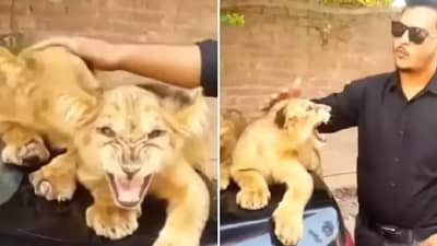 कुठल्याही प्राण्याला कुरवाळून कसं चालेल? गोष्टी जीवावर बेतू शकतात...हा व्हिडीओ बघा!