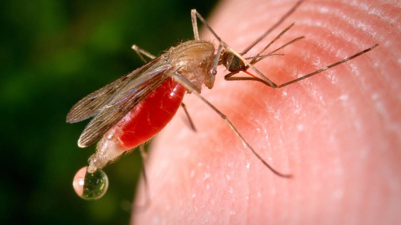 Mosquito : एक मच्छर साला, पूरे देश को हिला सकता है, मच्छरांचे आक्रमण, अख्खा देश हादरला, भारताकडे मदतीची याचना