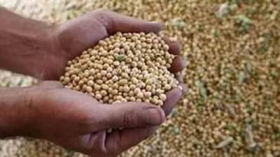 Soybean Price : अवकाळी पावसाने सोयाबीन हातचे गेले, तरीही भाव गडगडणार..ही आहेत कारणे
