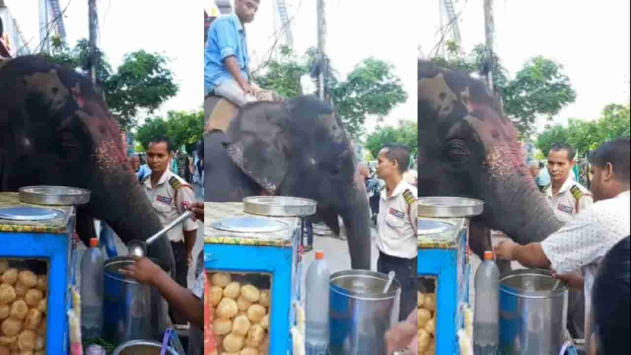 हत्तीने एकामागून एक गपागप गोलगप्पे खायला सुरुवात केली, दुकानदाराने सुद्धा पाहुण्याची सेवा केली! व्हिडीओ