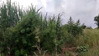 ऊसाच्या फडात गांजाची शेती; शेतकऱ्याचा प्रताप पाहून पोलिसांनी लावला डोक्याला हात