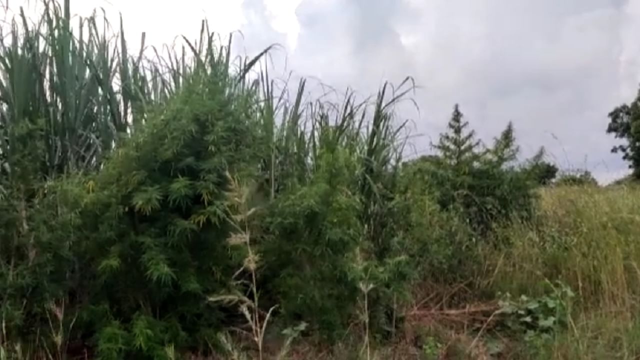 ऊसाच्या फडात गांजाची शेती; शेतकऱ्याचा प्रताप पाहून पोलिसांनी लावला डोक्याला हात