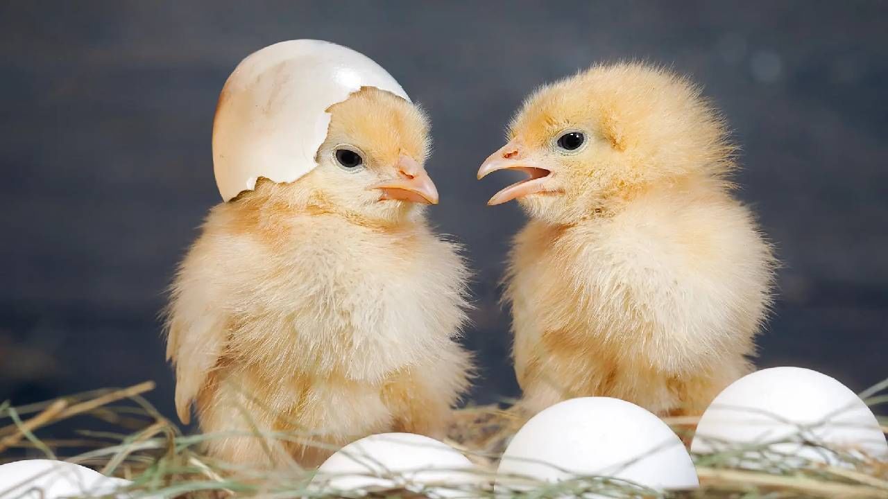 World Egg Day 2022: जागतिक अंडी दिन, पहिले अंडे की पहले कोंबडी? याचं कोडं अखेर सुटलं