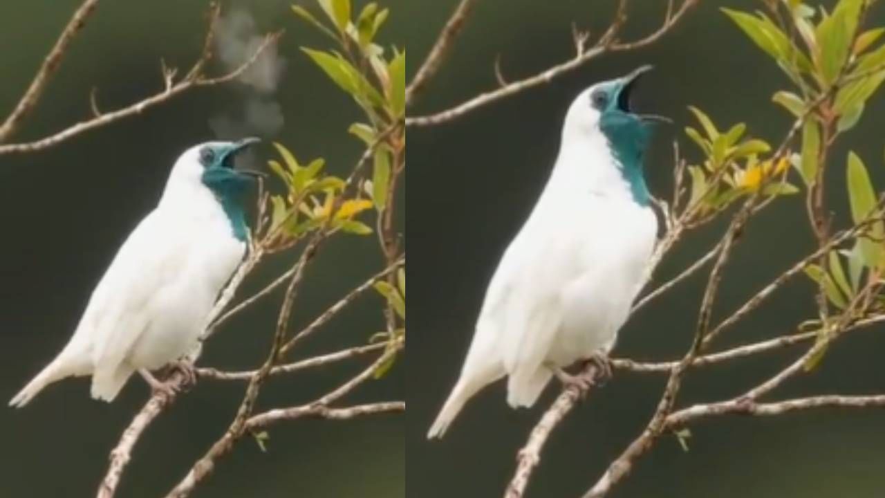 Smoking Bird कधी पाहिलाय का? खूप सुंदर