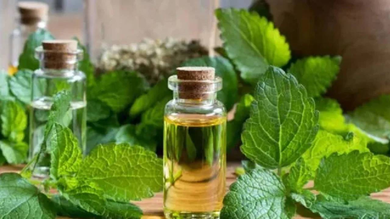  Lemon Balm Marathi News Know About How 