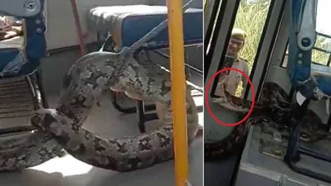 अबब! स्कूल बसमध्ये हा कोठून आला अजगर? व्हिडिओ पाहून कुणाचाही थरकाप उडेल