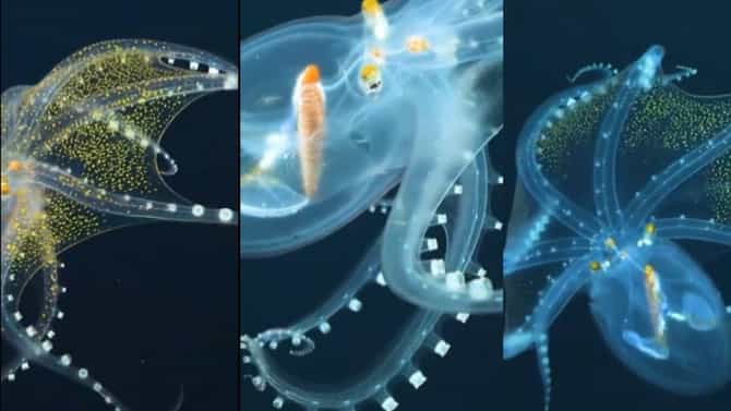मोहात पाडणारं सौंदर्य! स्त्री चं नाही, Octopus चं! पैज लावा, नाही दिवस छान गेला हा व्हिडीओ पाहून तर...