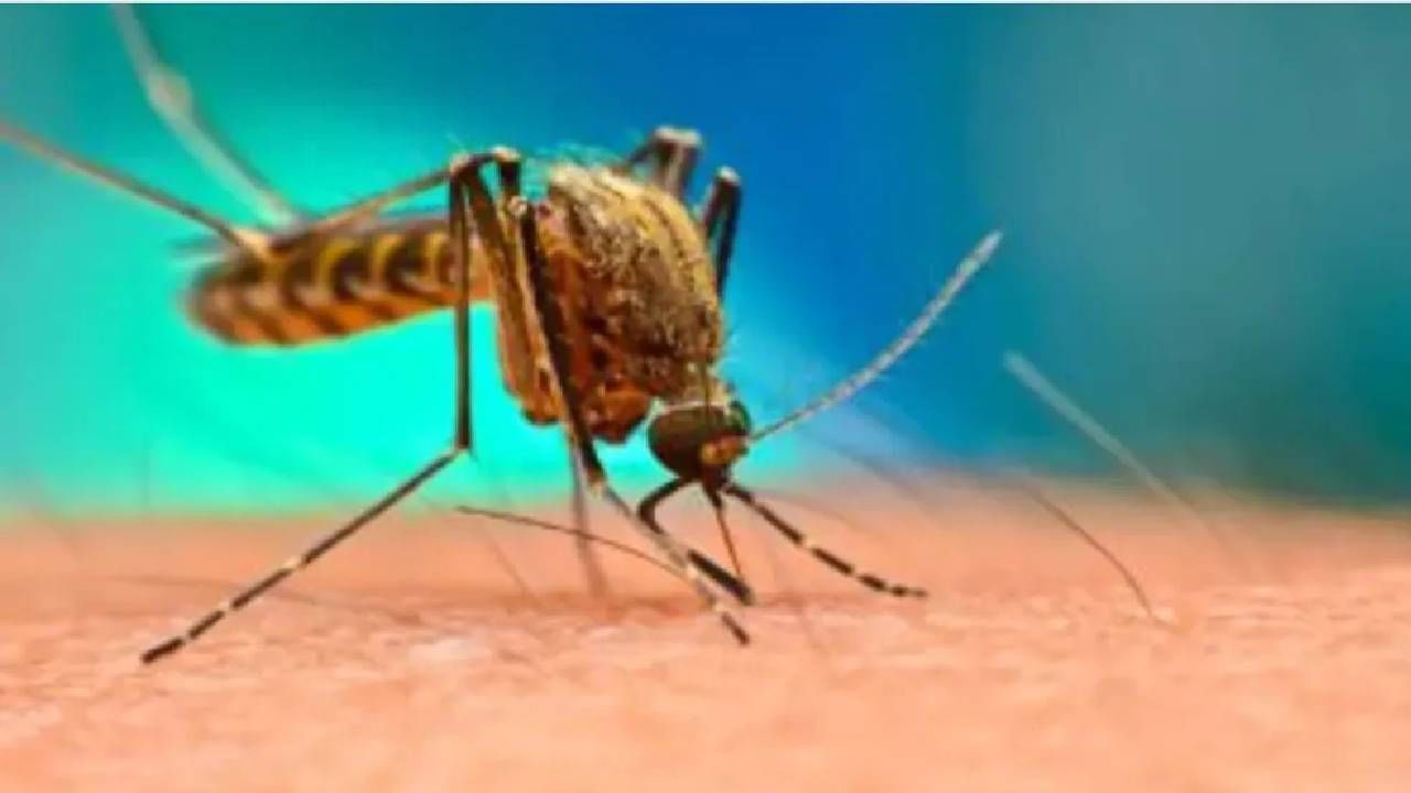 डेंग्यूचा ताप मुलांसाठी ठरू शकतो घातक, लक्षणांकडे करू नका दुर्लक्ष