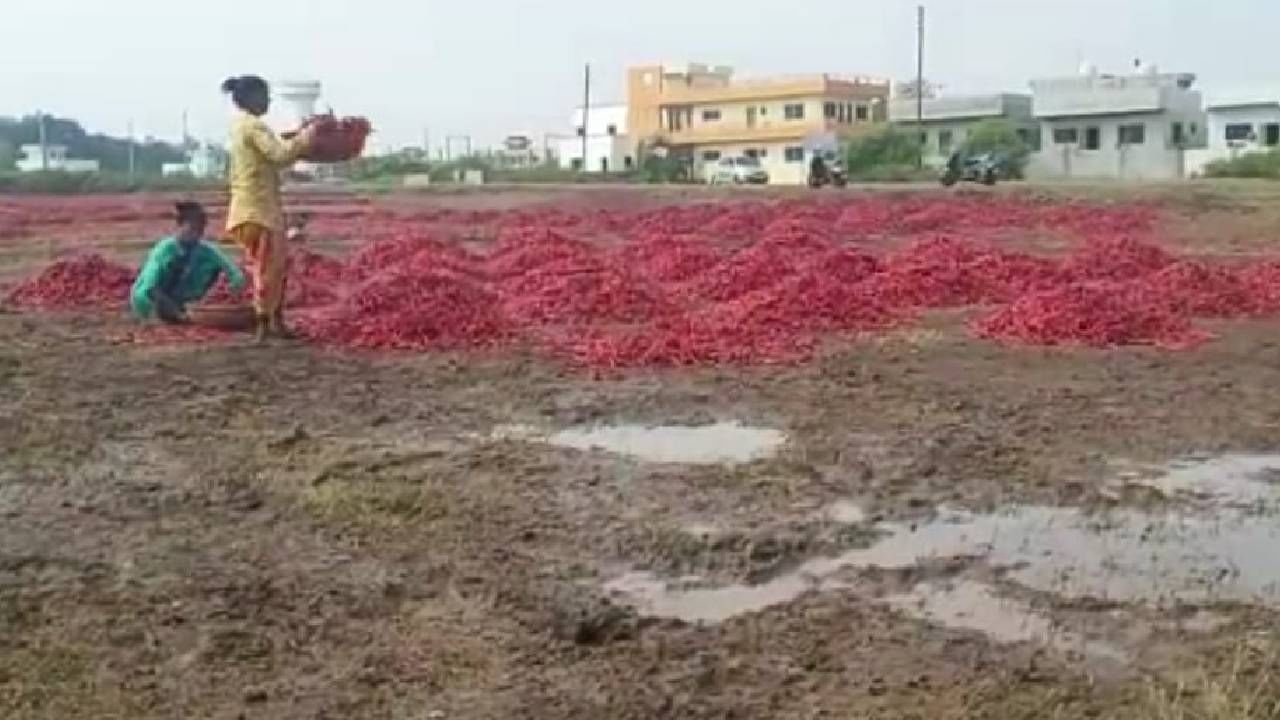 परतीच्या पावसात 25 हजार क्विंटल मिरची भिजली, व्यापाऱ्यांचे इतक्या कोटीचं नुकसान परतीच्या पावसात 25 हजार क्विंटल मिरची भिजली, व्यापाऱ्यांचे इतक्या कोटीचं नुकसान