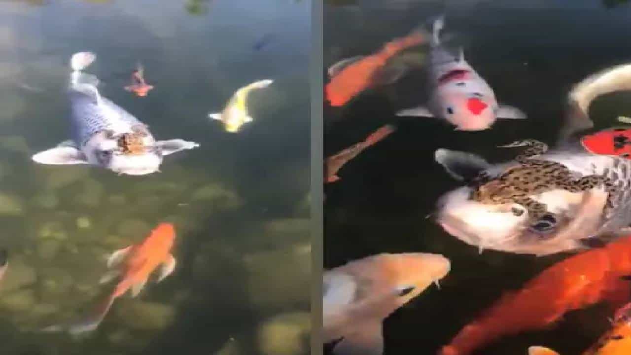 Video : माशाच्या डोक्यावर बसून बेडकाची मस्त सैर, व्हिडिओ सोशल मीडियावर व्हायरल