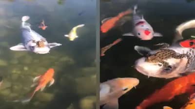 Video : माशाच्या डोक्यावर बसून बेडकाची मस्त सैर, व्हिडिओ सोशल मीडियावर व्हायरल