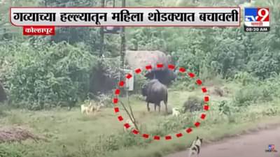 गव्याचा मुक्तसंचार, दैव बलवत्तर म्हणून महिलेचे वाचले प्राण, अंगावर शहारे आणणारा व्हिडीओ!