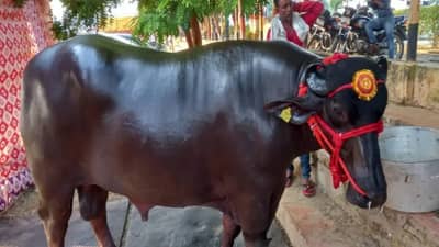Buffalo Golu: गोलूचं मार्केटमध्ये लई वजन! खाद्य कसं, पैलवानासारखं! किंमतीची तर चर्चाच चर्चा