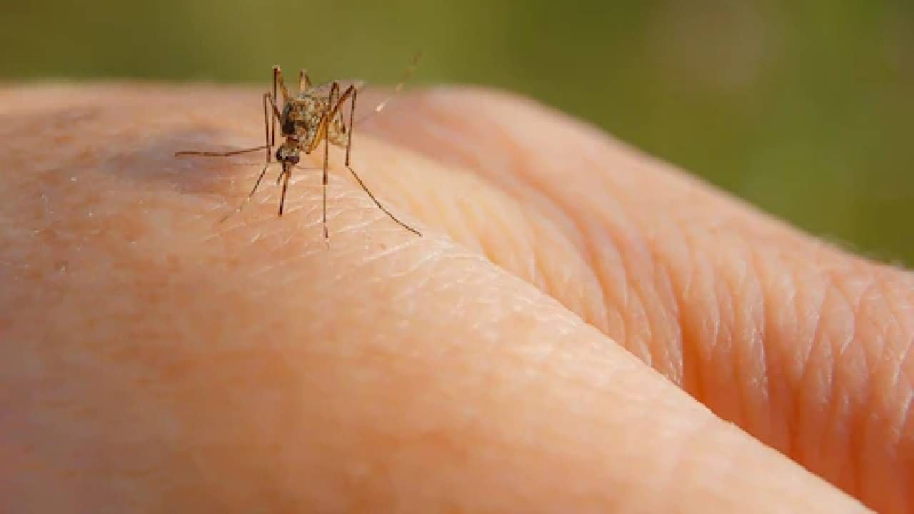 Mosquito : हे भयताड मलेच कायले चावत असेल भौ..मच्छर एखाद्या व्यक्तीवरच का करतात अटॅक..