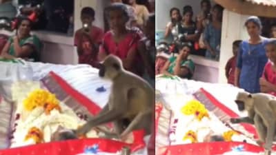 हे माकड मृत व्यक्तीला उठवायचा प्रयत्न करतंय, हा व्हिडीओ प्रचंड व्हायरल झालाय! पाहिलाय?