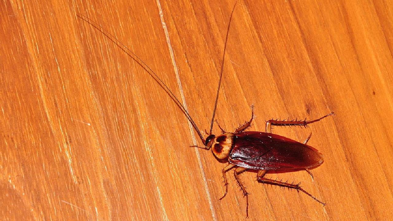 घरात साप, मांजरी, ससे, तीनशेहून अधिक जनावरं आणि एक लाखाहून अधिक झुरळं! कल्पनेपलीकडे... घरात साप, मांजरी, ससे, तीनशेहून अधिक जनावरं आणि एक लाखाहून अधिक झुरळं! कल्पनेपलीकडे...