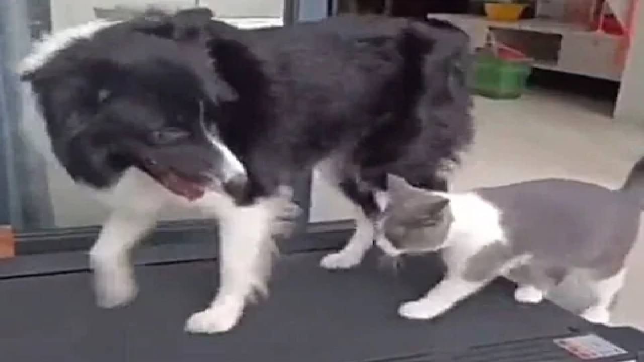 VIDEO : आता प्राण्यांनाही चढलाय फिटनेसचा फिव्हर, कुत्रा आणि मांजराचा हा मजेशीर व्हिडिओ पहाच !