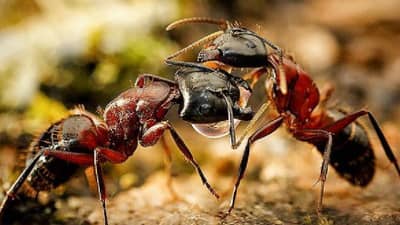 हा राक्षसाचा चेहरा नाही, मुंगीचा आहे! या फोटोला पुरस्कार, बघा