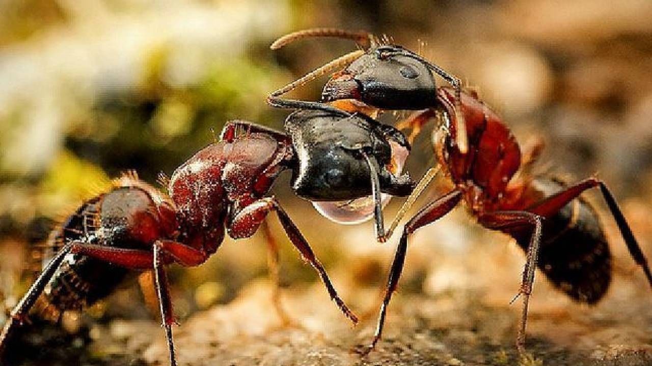 हा राक्षसाचा चेहरा नाही, मुंगीचा आहे! या फोटोला पुरस्कार, बघा हा राक्षसाचा चेहरा नाही, मुंगीचा आहे! या फोटोला पुरस्कार, बघा
