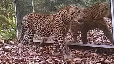 बिबट्या घाबरला! व्हायरल व्हिडीओ चकित करणारा