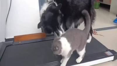 आजकाल प्राणी सुद्धा व्यायाम करतायत! होय खरंय, व्हिडीओ बघा