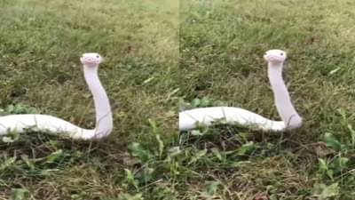 सापाचा हा व्हिडिओ तुम्ही पाहिला का?, व्हिडिओ पाहिल्यानंतर तुम्हीही प्रेमात पडाल!