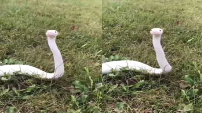 सापाचा हा व्हिडिओ तुम्ही पाहिला का?, व्हिडिओ पाहिल्यानंतर तुम्हीही प्रेमात पडाल!