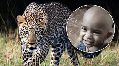 Aarey Colony Leopard Attack : आरे कॉलनीतील 16 महिन्याच्या चिमुरडीवर दिवाळीच्या पहाटेच बिबट्या काळ बनून आला