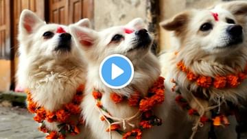 Video | अरे हे काय? कुत्र्याला का झेंडुचा हार घातलाय? काय आहे ही प्रथा?