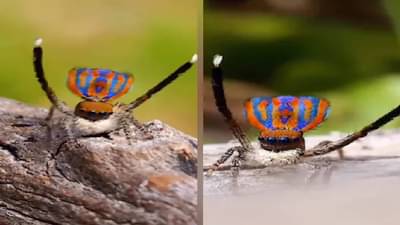 VIDEO : रंगीबेरंगी पिसारा फुलवून या कोळ्याचा नाच पाहिला का?, सोशल मीडियावर व्हिडिओ व्हायरल