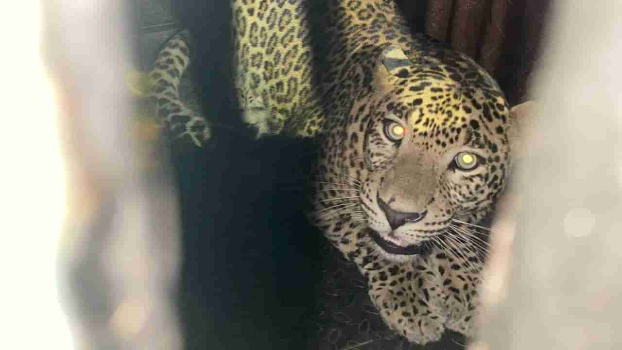 Aarey Colony Leopard : आरे कॉलनीत दीड वर्षांच्या मुलीचा जीव घेणारा हाच तो बिबट्या? अखेर जेरबंद!