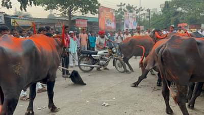 म्हणून या गावात पाडव्याच्या रात्री म्हशी पळविण्याची परंपरा, शेतकरी काढतात मिरवणूक
