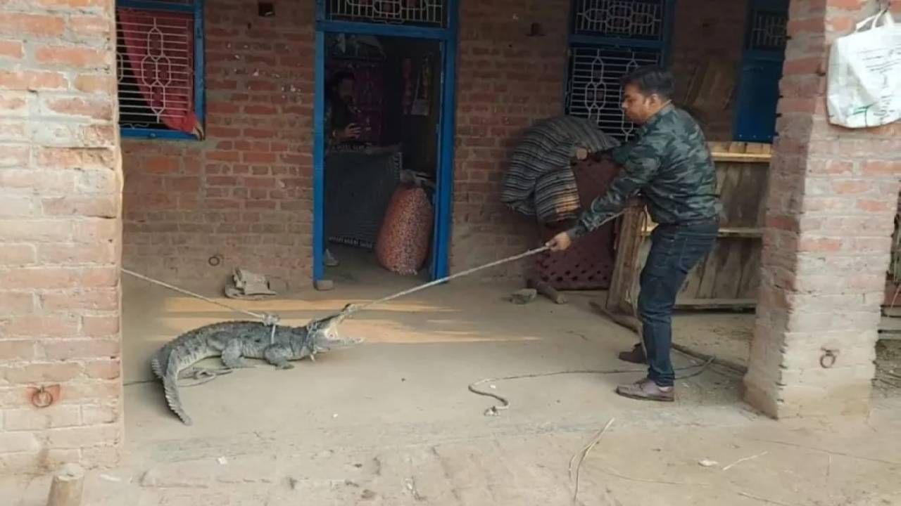 झोपले असताना अचानक घरात मगर घुसली! रात्रभर मगरीसोबत घरात लॉक राहिले कारण...